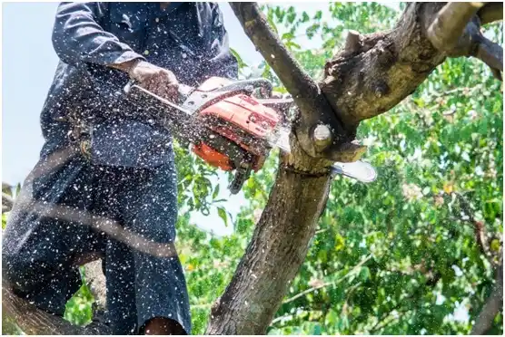 tree services Yarrow Point